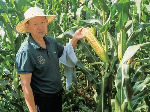 股票配资门户在线阅读 记者探行丨科技解锁山区玉米抗逆密码